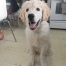 Cooper
