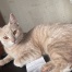 %name%, a %color% %breed% %type%