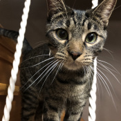 Kramer, a Brown Tabby DSH Cat