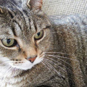 Lost Pet Image.