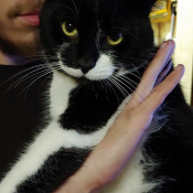 Pablo, a Black, White Mixed Cat