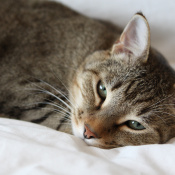 Clive, a Brown tabby Domestic Shorthair Cat