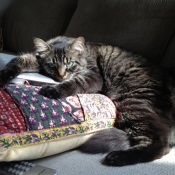 Lost Pet Image.