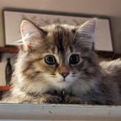 Wanda, a Orange, White, Light-grey, Black, Golden DLH - Torbie Cat