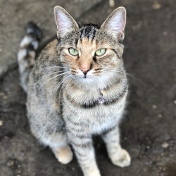 Callie, a Torbie with white Domestic Shorthair Cat