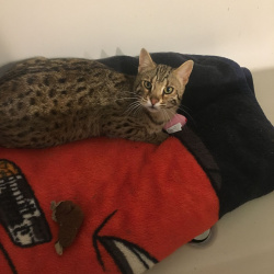 Rudy, a tan with dark rosettes/spots Bengal Cat