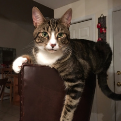Colby, a Brown White Tabby DSH Cat