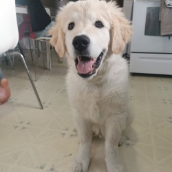 Cooper