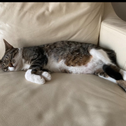 {petName}, a Brown, White Domestic Shorthair Cat