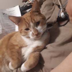 Ollie, a Tabby Domestic Shorthair Cat