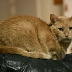 Winston, a Cream Domestic Shorthair Cat