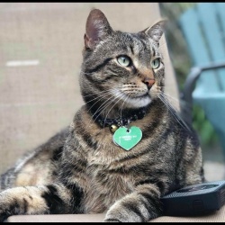 Milo, a Tabby Domestic Shorthair Cat