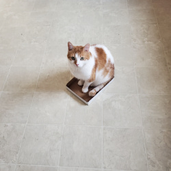 {petName}, a White, Orange Domestic short hair Cat