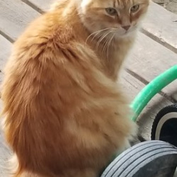Spare, a orange and white tabby Domestic Longhair Cat
