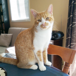 Rocky, a orange and white tabby Domestic Shorthair Cat