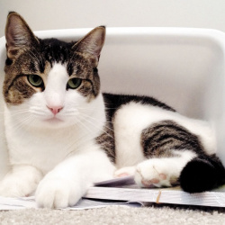 Phil, a brown and white tabby Domestic Shorthair Cat