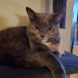 Betty, a Dark-gray American Shorthair Cat