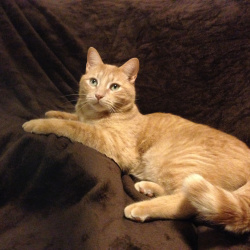 Billy, a Orange Short hair ringtail tabby Cat