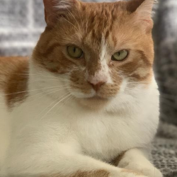 Dudley, a Orange/White Tabby/ Domestic Short Hair Cat