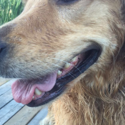 Max, a Gold Retriever (Golden) Dog