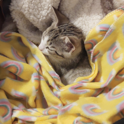 Ozma, a Light-grey, White Tabby Cat