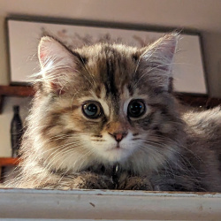 {petName}, a Orange, White, Light-grey, Black, Golden DLH - Torbie Cat