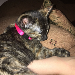 {petName}, a Black, Orange, Red, Tan, Golden, Dark-brown Domestic Shorthair Cat