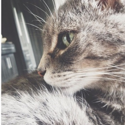 Cougar, a Grey Tabby Domestic Shorthair Cat