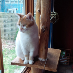 Charlotte, a White and orange Domestic Shorthair Cat
